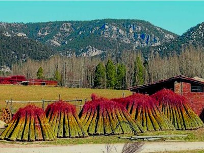 Oficio del mimbre, Cañamares, Cuenca