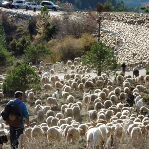 Trashumancia en Aragón